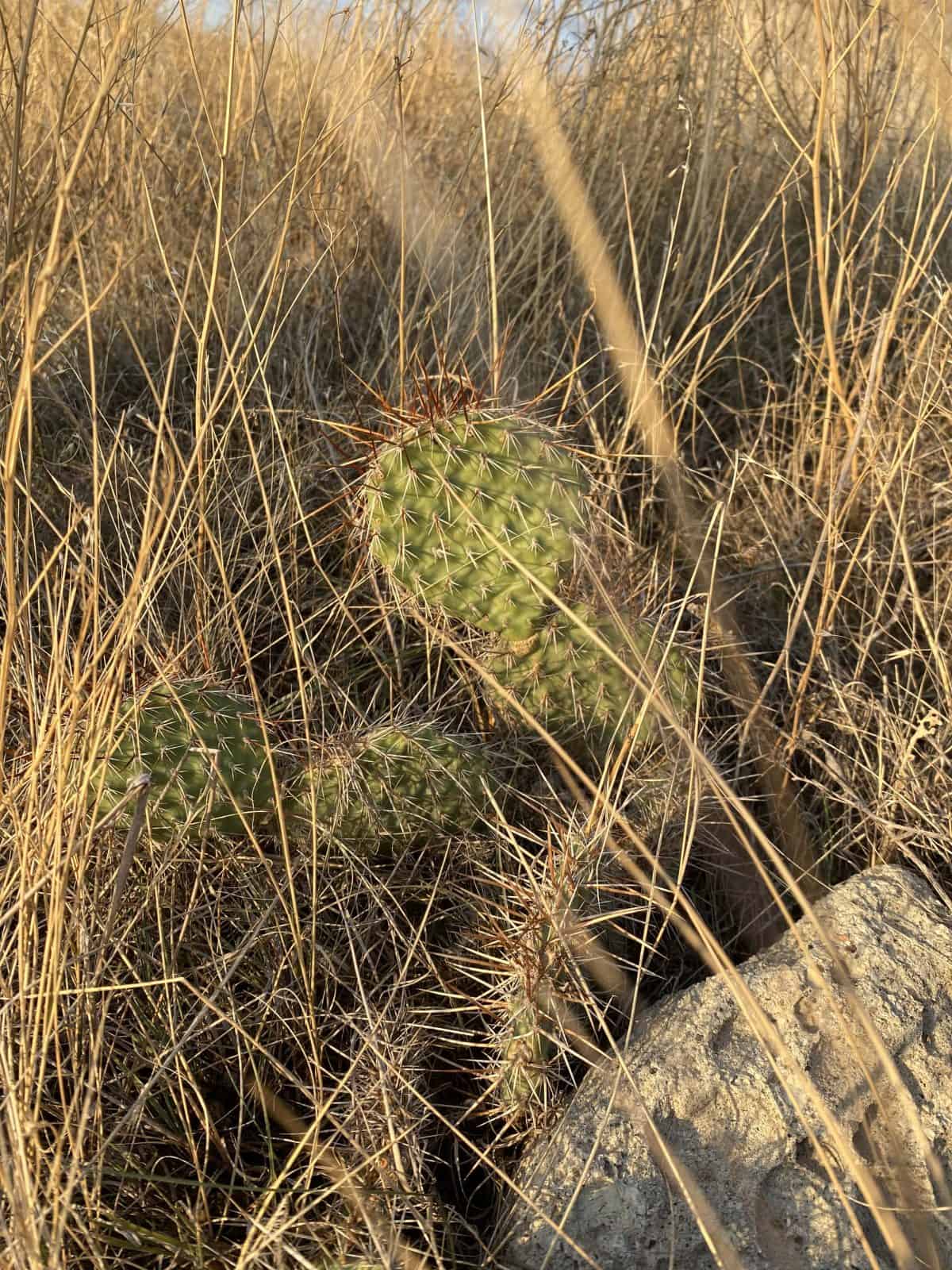 cactus